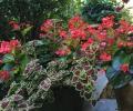 Cenac Landscape Containers - Planters 12