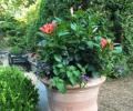 Cenac Landscape Containers - Planters 11